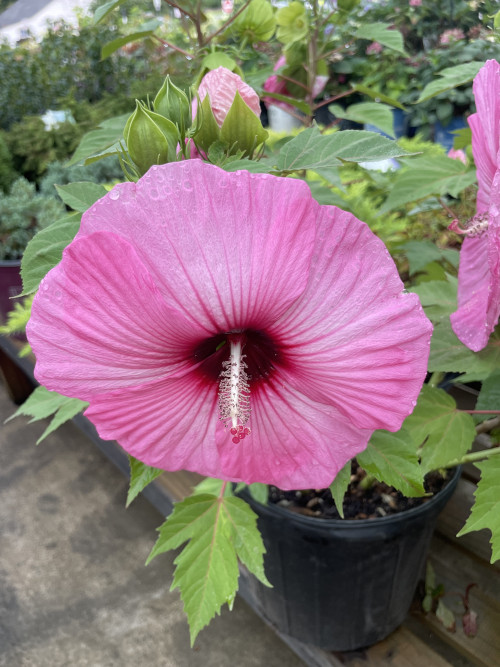EP Nursery