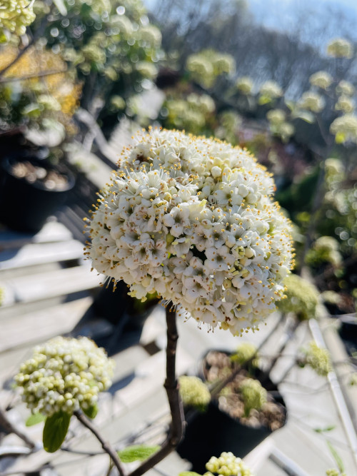 EP Nursery