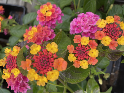 EP Nursery